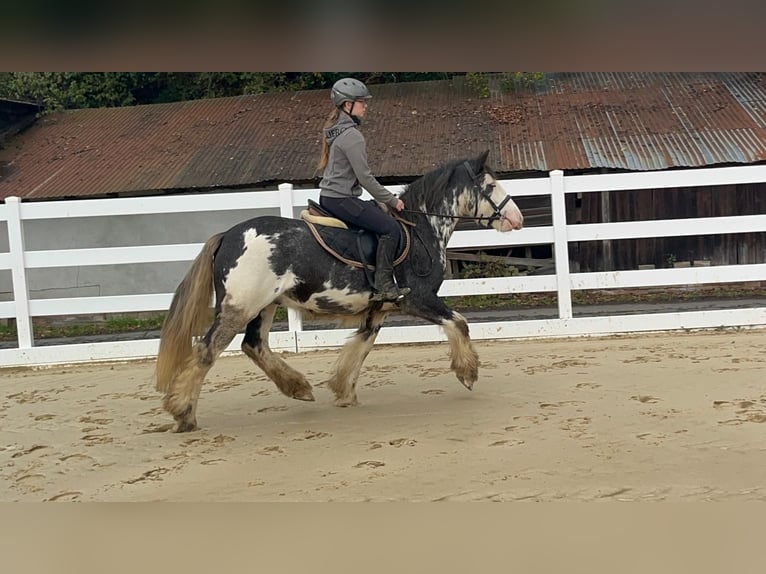 Irish Cob Castrone 4 Anni 148 cm Roano blu in Morsbach
