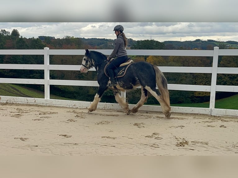 Irish Cob Castrone 4 Anni 148 cm Roano blu in Morsbach