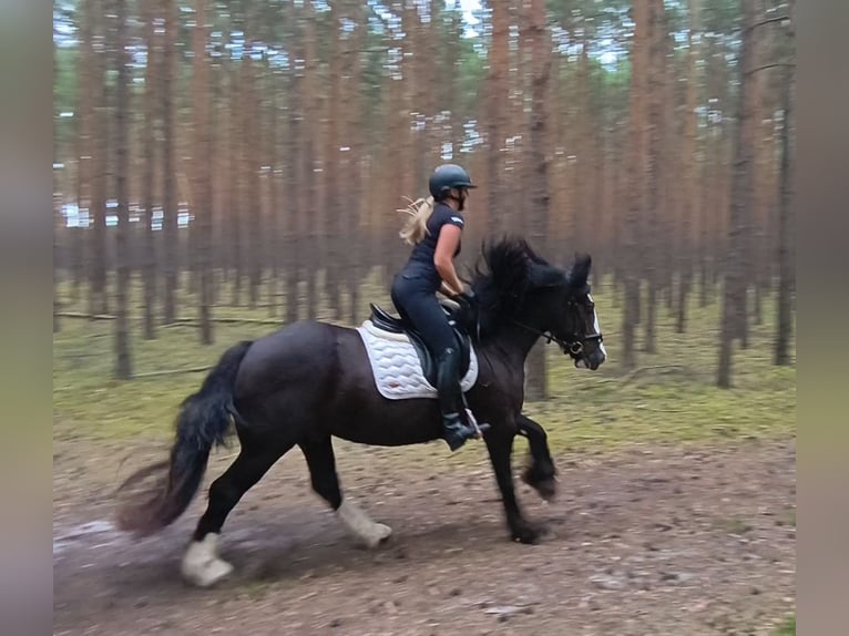 Irish Cob Castrone 4 Anni 153 cm Morello in Forst