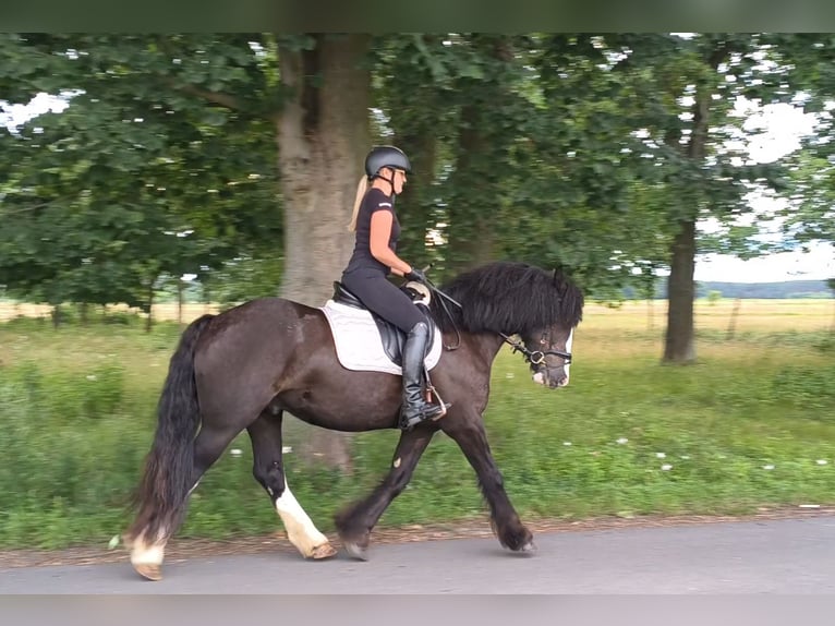 Irish Cob Castrone 4 Anni 153 cm Morello in Forst