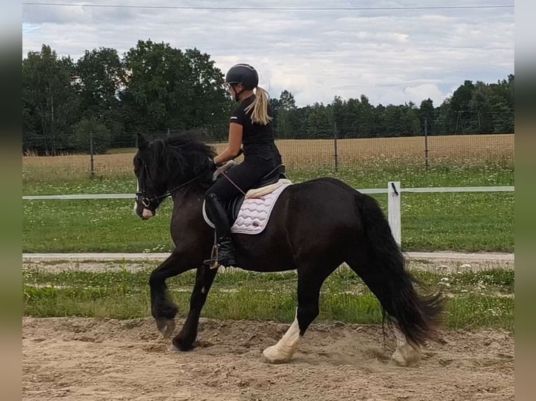 Irish Cob Castrone 4 Anni 153 cm Morello in Forst