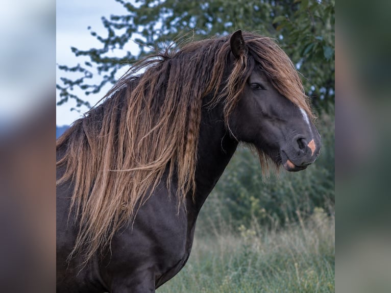 Irish Cob Étalon 7 Ans 145 cm  in Sieniawka