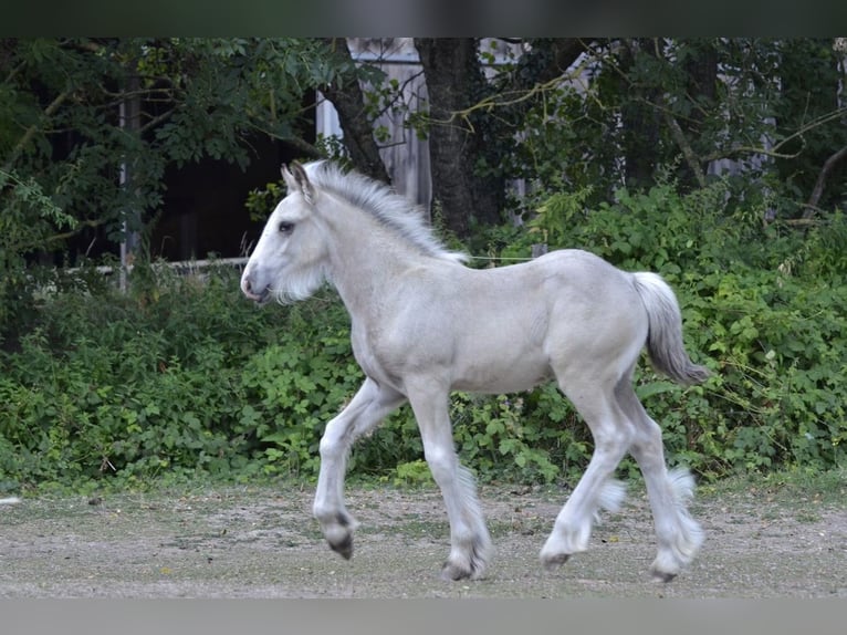 Irish Cob Étalon Poulain (05/2026) Palomino in Ebersheim