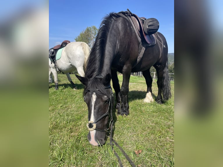Irish Cob Gelding 18 years 15.1 hh Black in Falkenstein