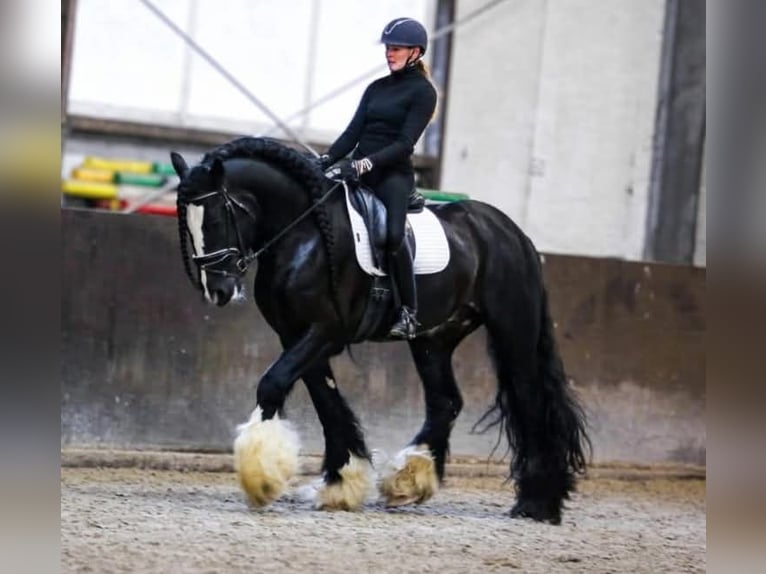 Irish Cob Gelding 1 year 16 hh Smoky-Black in Leusden