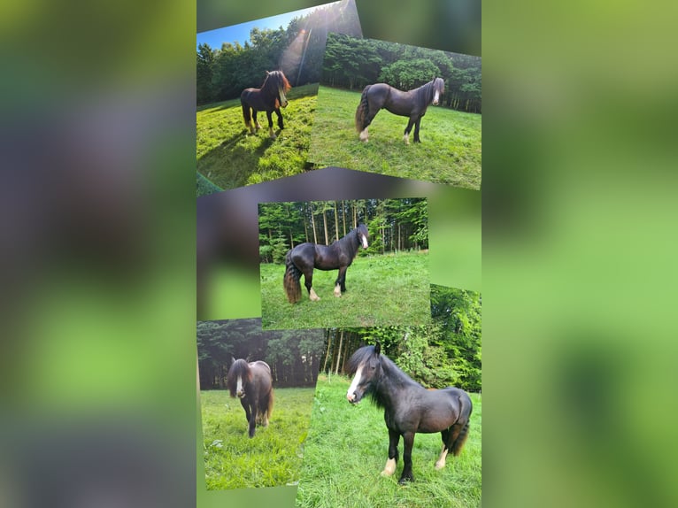 Irish Cob Gelding 3 years 13.2 hh Black in Oberzent