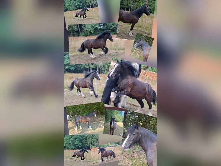 Irish Cob Gelding 3 years 13.2 hh Black in Oberzent