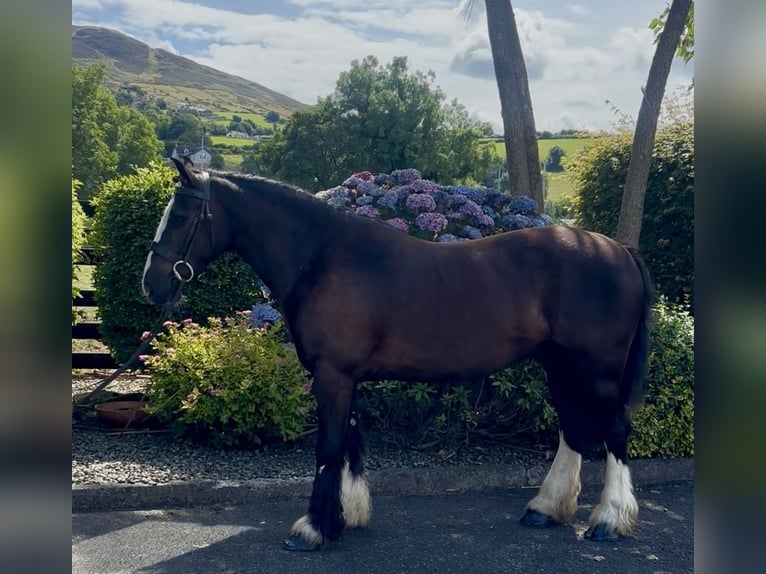 Irish Cob Gelding 4 years 13.2 hh Bay-Dark in Newry