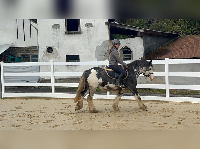 Irish Cob Gelding 4 years 14.2 hh Roan-Blue in Morsbach