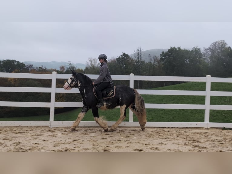 Irish Cob Gelding 4 years 14.2 hh Roan-Blue in Morsbach