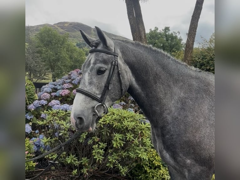 Irish Cob Gelding 4 years 15.1 hh Grey in Newry