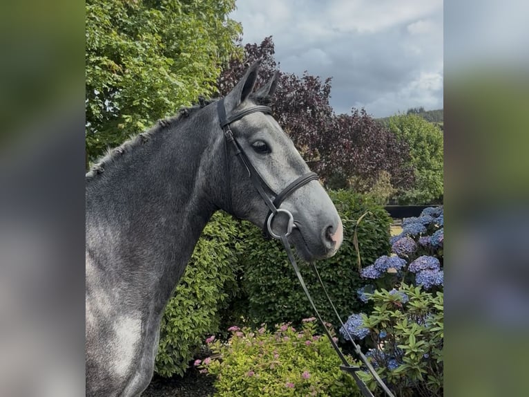 Irish Cob Gelding 4 years 15.1 hh Grey in Newry