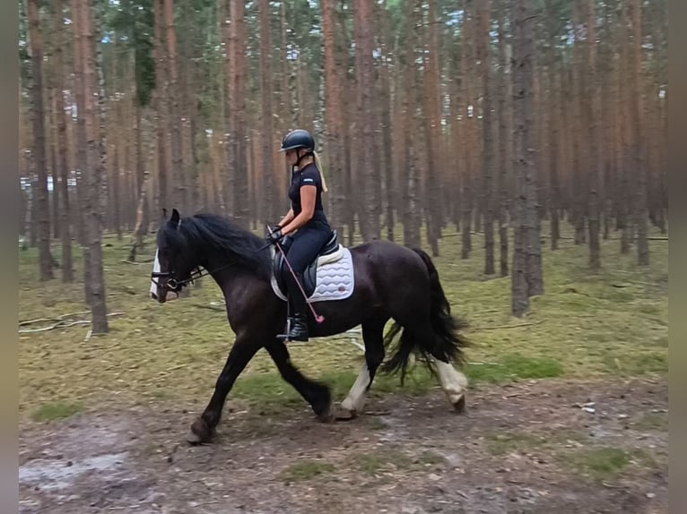 Irish Cob Gelding 4 years 15 hh Black in Forst