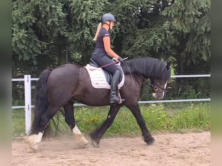 Irish Cob Gelding 4 years 15 hh Black in Forst