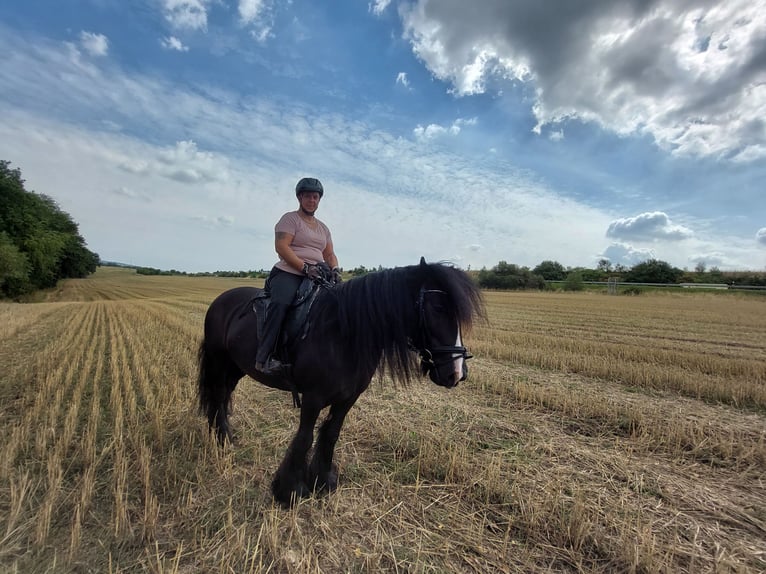 Irish Cob Giumenta 14 Anni 134 cm Morello in Kraftsdorf