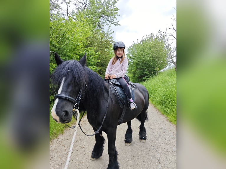 Irish Cob Giumenta 14 Anni 134 cm Morello in Kraftsdorf