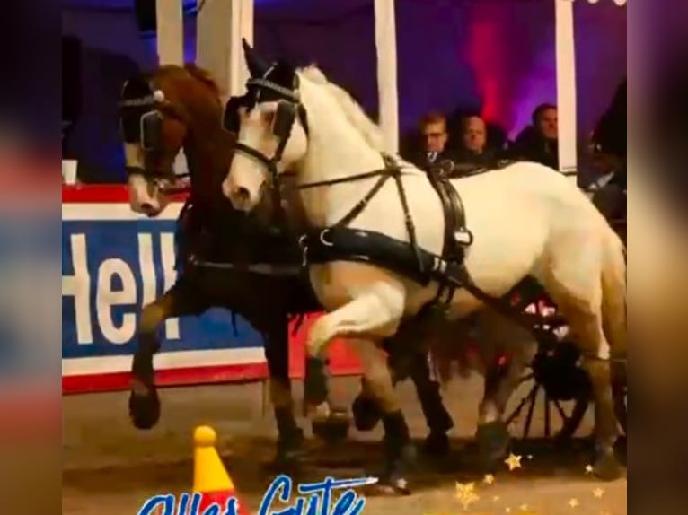 Irish Cob Giumenta 14 Anni 157 cm Grigio in Süderlügum