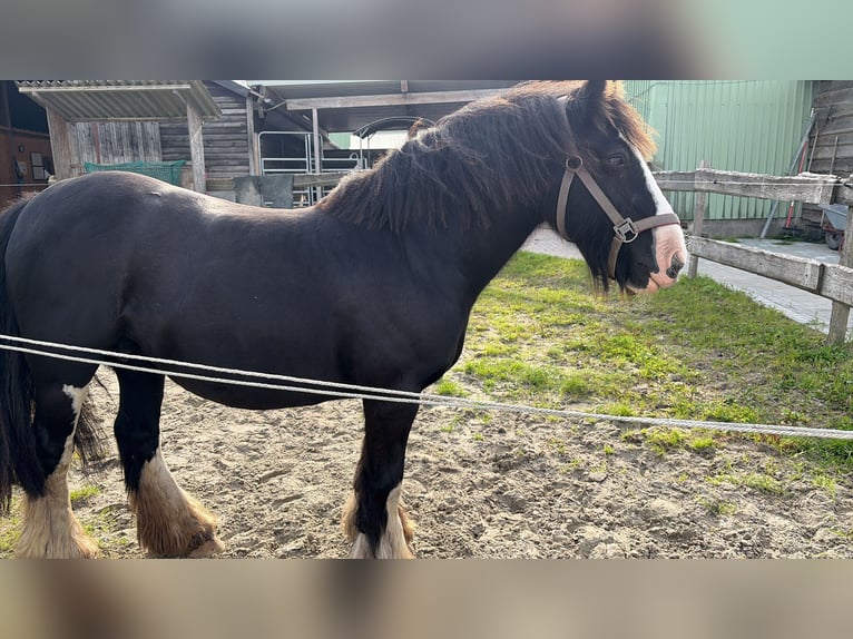 Irish Cob Giumenta 17 Anni 138 cm Morello in Ostrohe