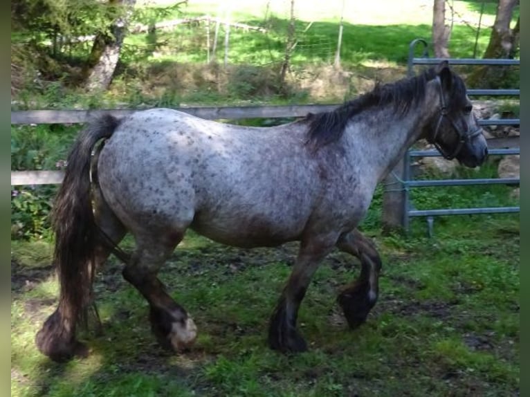 Irish Cob Giumenta 18 Anni 128 cm Leopard in Arnbruck