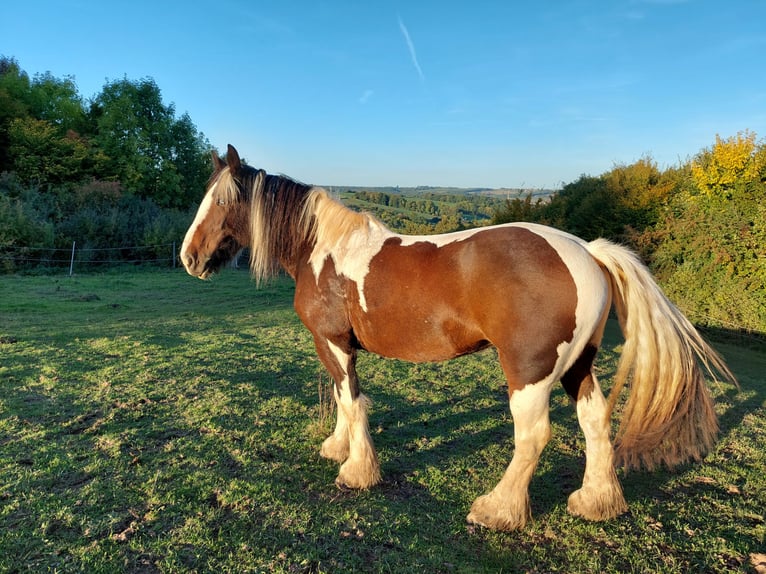 Irish Cob Giumenta 18 Anni 160 cm Pezzato in Kraftsdorf