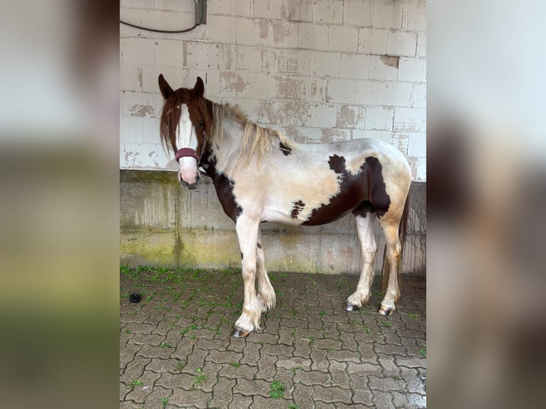 Irish Cob Mix Giumenta 4 Anni 155 cm Pezzato in Lemberg
