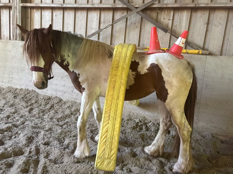 Irish Cob Mix Giumenta 4 Anni 155 cm Pezzato in Lemberg