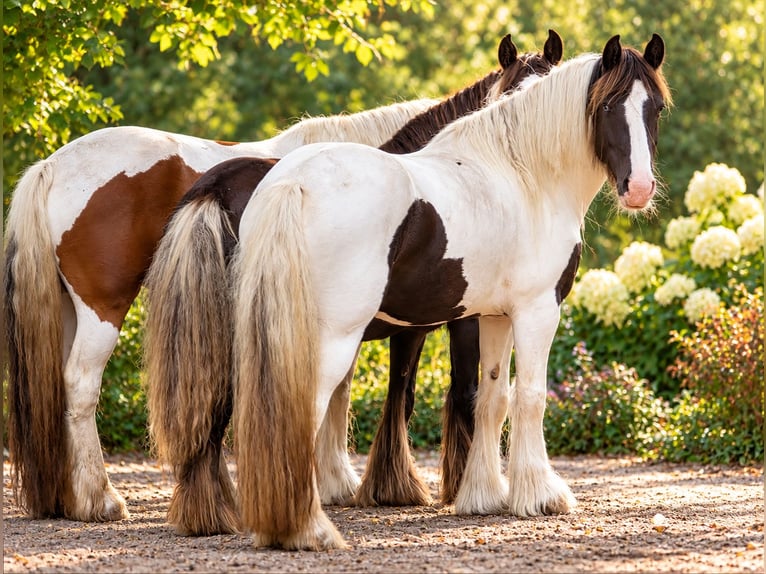 Irish Cob Giumenta 5 Anni 150 cm Tobiano-tutti i colori in Wapserveen