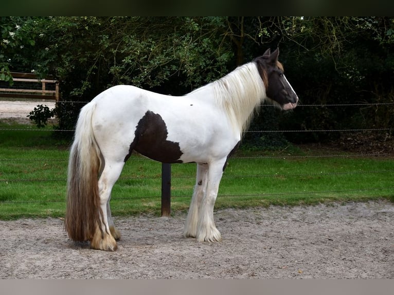 Irish Cob Giumenta 5 Anni 150 cm Tobiano-tutti i colori in Wapserveen
