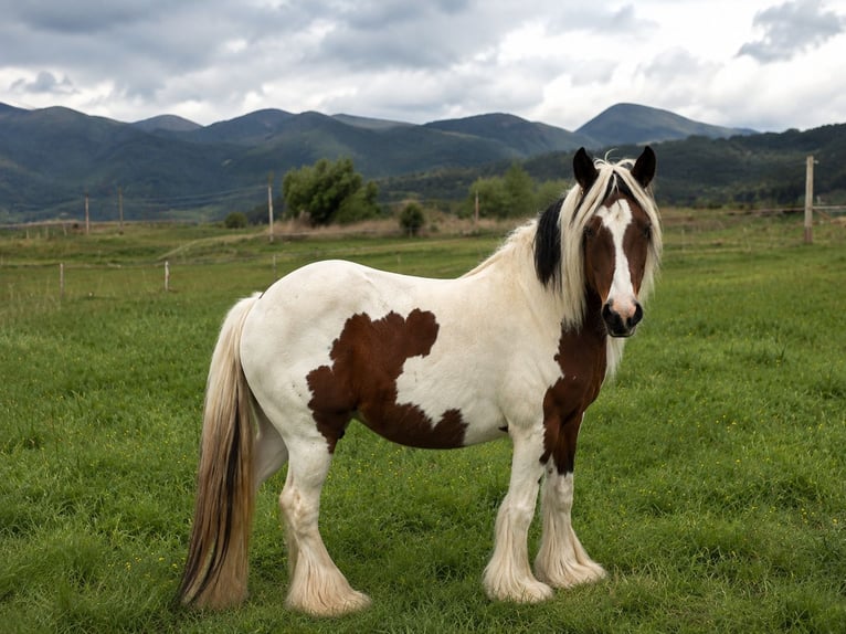 Irish Cob Giumenta 9 Anni Pezzato in Velingrad