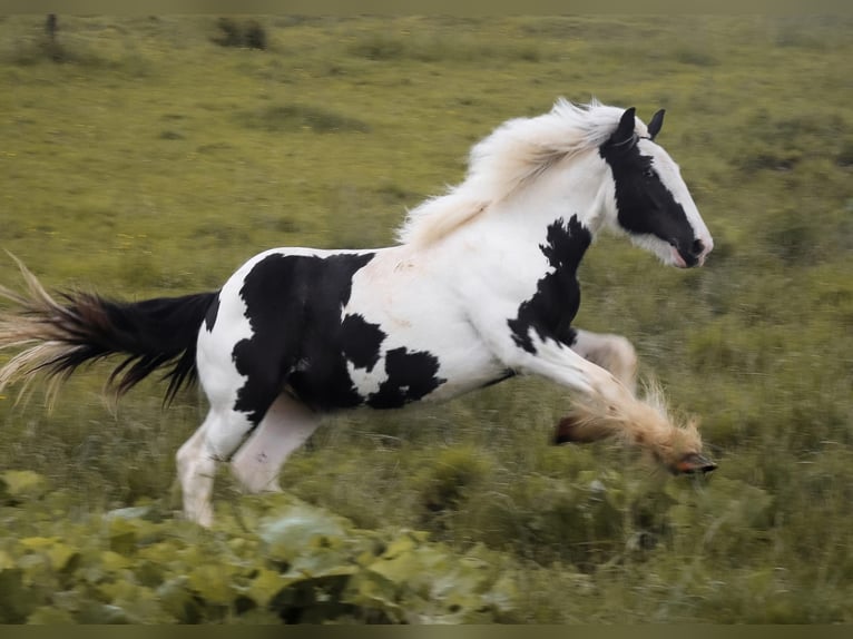 Irish Cob Hengst 1 Jaar 130 cm Tobiano-alle-kleuren in Metz