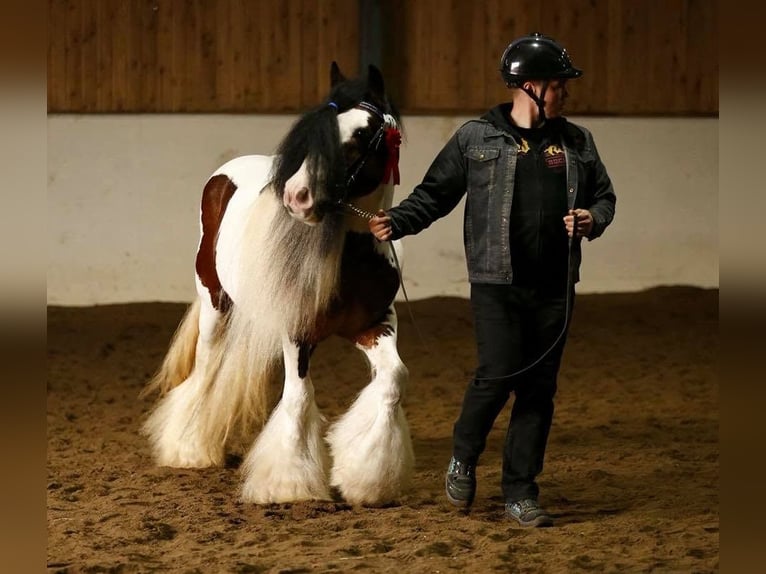 Irish Cob Hengst 1 Jaar 140 cm Tobiano-alle-kleuren in Ilmajoki