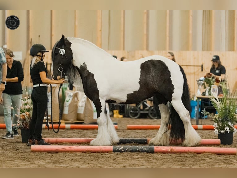 Irish Cob Hengst 1 Jaar 140 cm Tobiano-alle-kleuren in Ilmajoki