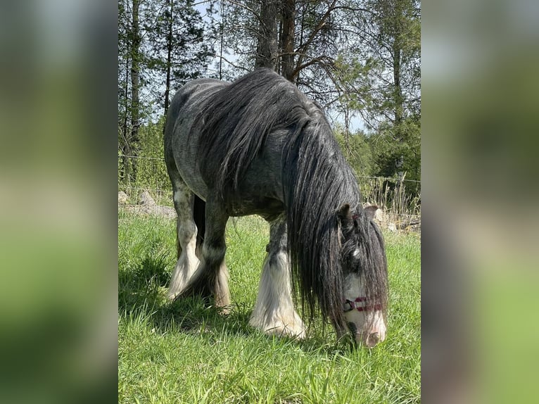 Irish Cob Hengst 1 Jahr 140 cm Tobiano-alle-Farben in Ilmajoki