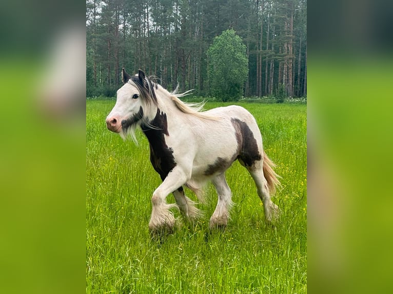 Irish Cob Hengst 1 Jahr 140 cm Tobiano-alle-Farben in Ilmajoki