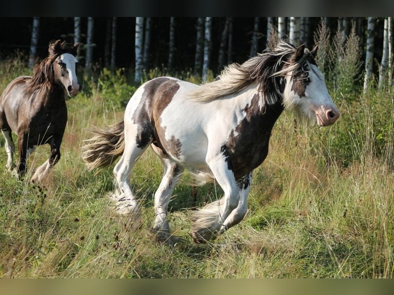 Irish Cob Hengst 1 Jahr 140 cm Tobiano-alle-Farben in Ilmajoki