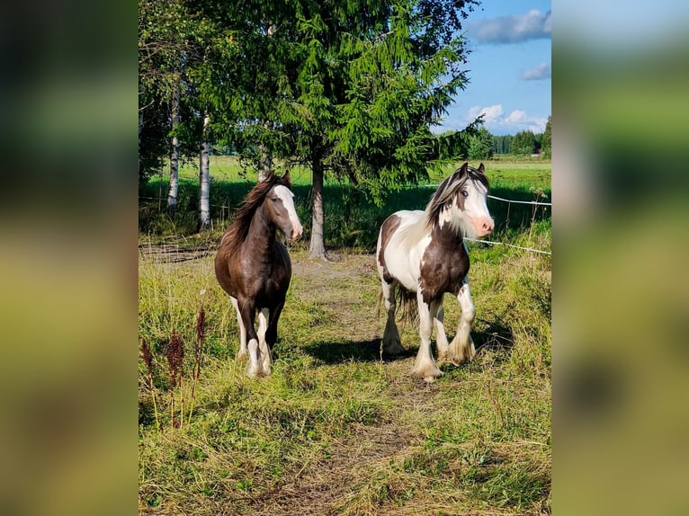 Irish Cob Hengst 1 Jahr 140 cm Tobiano-alle-Farben in Ilmajoki