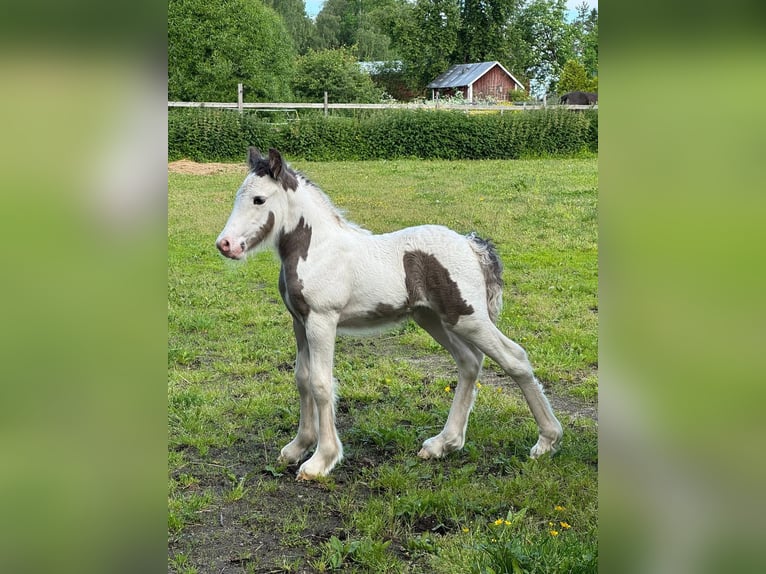 Irish Cob Hengst 1 Jahr 140 cm Tobiano-alle-Farben in Ilmajoki