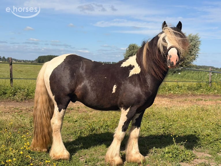 Irish Cob Hengst 2 Jaar 145 cm Gevlekt-paard in Schoonrewoerd