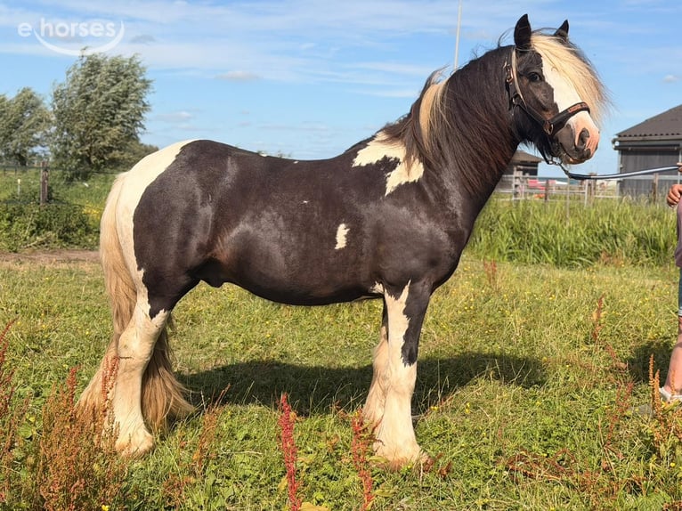 Irish Cob Hengst 2 Jaar 145 cm Gevlekt-paard in Schoonrewoerd