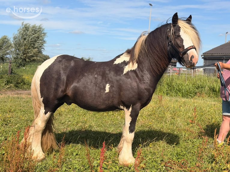 Irish Cob Hengst 2 Jaar 145 cm Gevlekt-paard in Schoonrewoerd