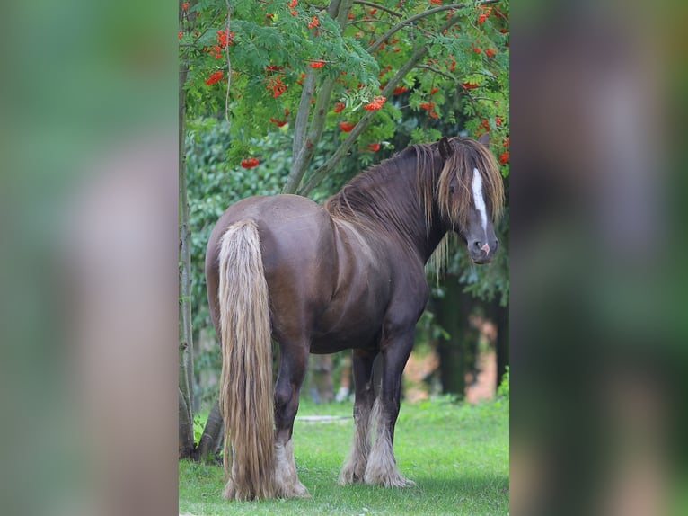Irish Cob Hengst 7 Jaar 145 cm  in Sieniawka