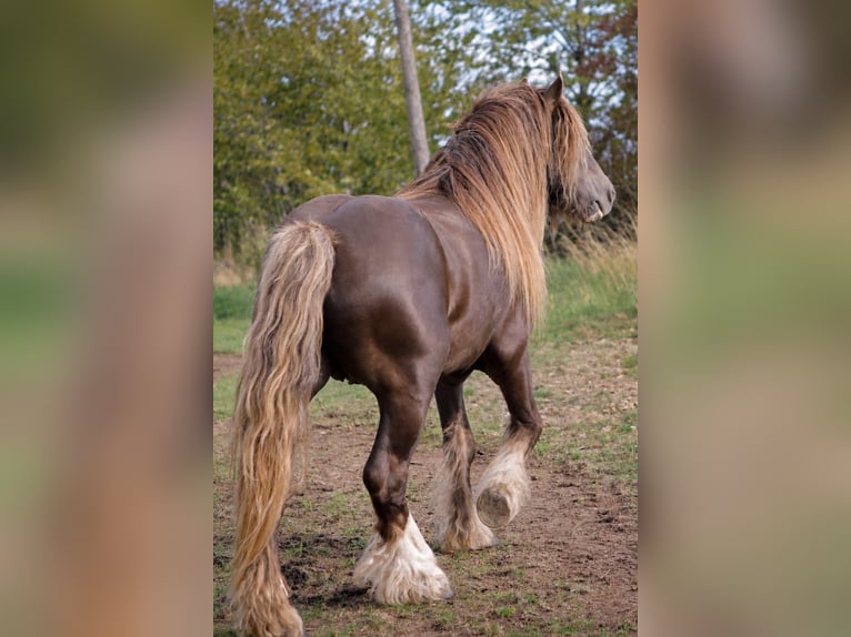 Irish Cob Hengst 7 Jaar 145 cm  in Sieniawka