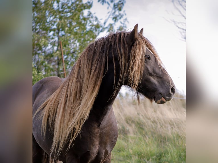 Irish Cob Hengst 7 Jahre 145 cm  in Sieniawka