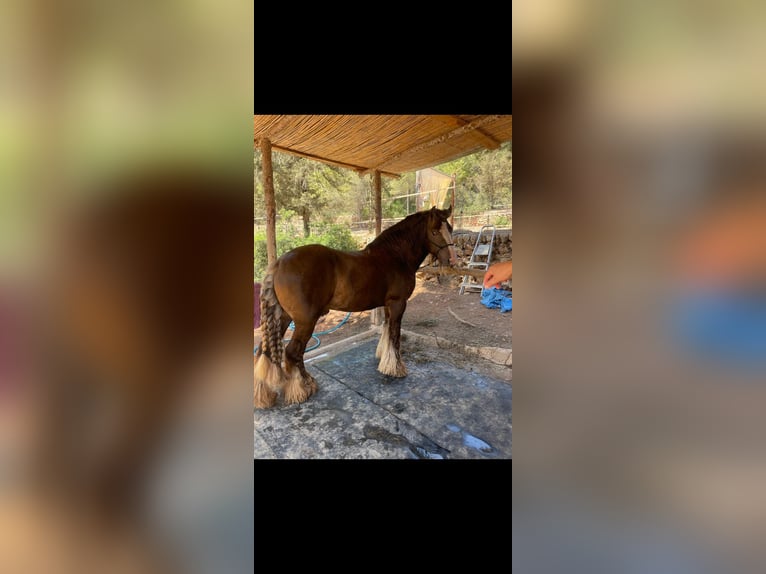 Irish Cob Hengst 9 Jahre 146 cm Champagne in Santa Gertrudis De Fruitera