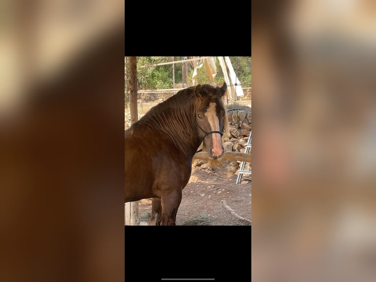 Irish Cob Hengst 9 Jahre 146 cm Champagne in Santa Gertrudis De Fruitera