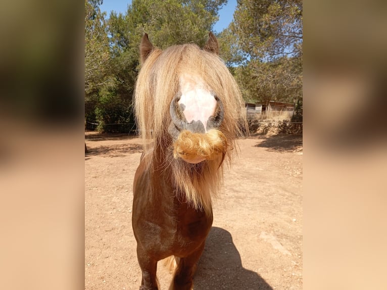 Irish Cob Hengst 9 Jahre 146 cm Hellbrauner in Santa gertrudis de frutera ibiza