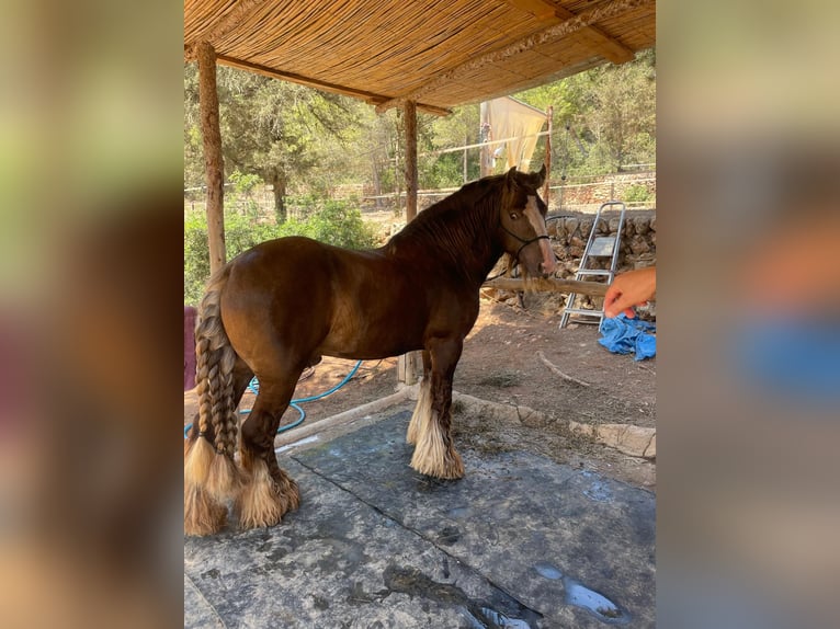 Irish Cob Hengst 9 Jahre 146 cm Hellbrauner in Santa gertrudis de frutera ibiza