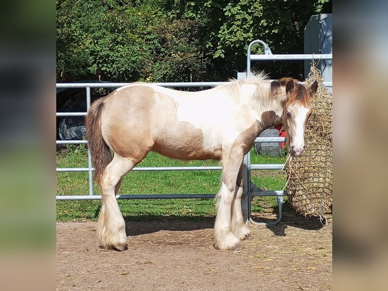 Irish Cob Hengst Fohlen (03/2026) 160 cm Buckskin in Großefehn Ostgroßefehn