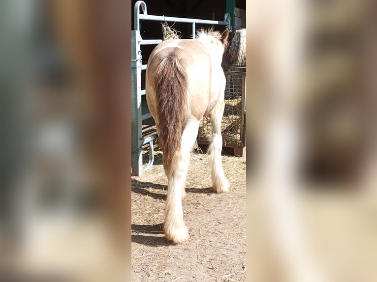 Irish Cob Hengst Fohlen (03/2026) 160 cm Buckskin in Großefehn Ostgroßefehn