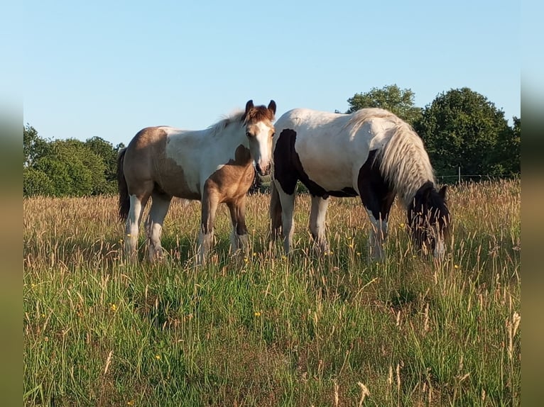 Irish Cob Hengst Fohlen (03/2026) 160 cm Buckskin in Großefehn Ostgroßefehn